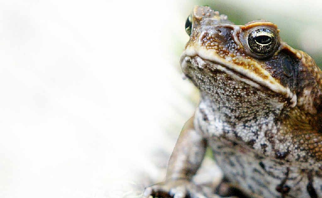 The website ToadScan allows people to map sightings of cane toads, so they can be tracked and controlled. The website ToadScan allows people to map sightings of cane toads, so they can be tracked and controlled.